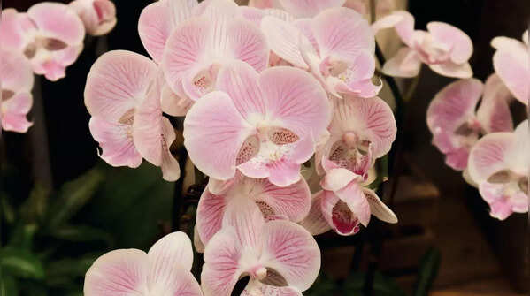 Orchids