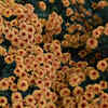 Chrysanthemums