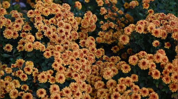 Chrysanthemums