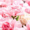 Carnations