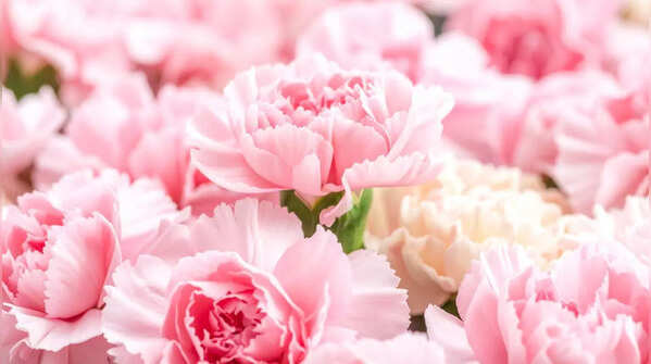 Carnations