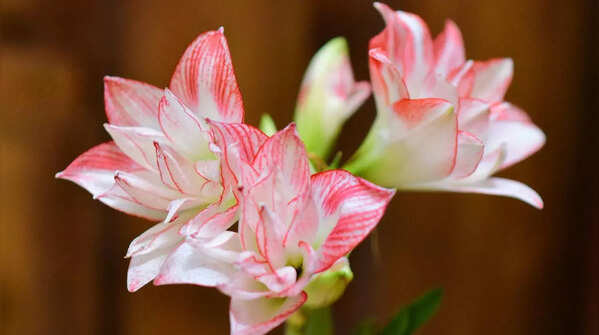 7 elegant blooms known for their long-lasting freshness