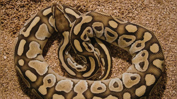 Python