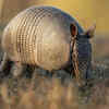 Giant Armadillo