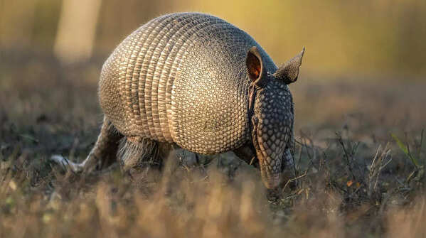 Giant Armadillo