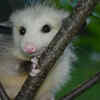 Article image for: North American Opossum