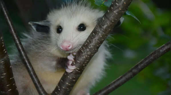 North American Opossum