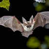 Little Brown Bat