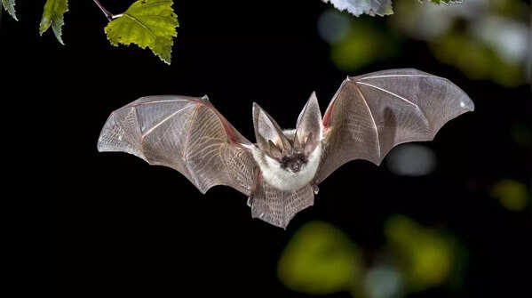 Little Brown Bat