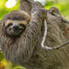 Sloth