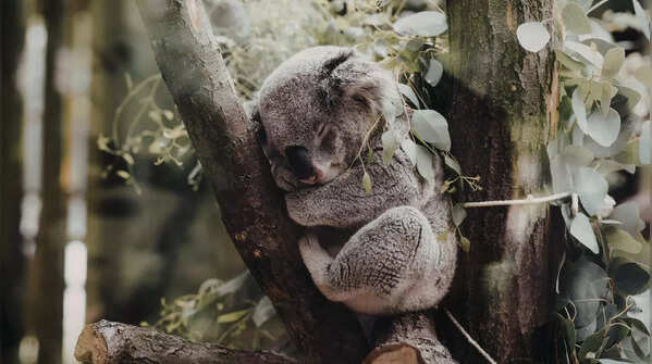 7 natural sleep experts from the animal kingdom