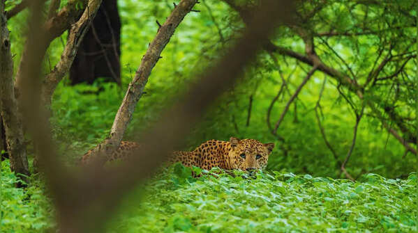An accessible and less crowded wildlife experience