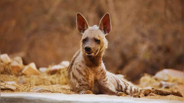 Rich wildlife beyond leopards