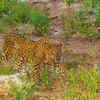 Early morning and evening safaris are magical