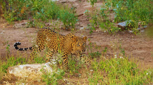 Early morning and evening safaris are magical