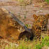 A rare opportunity to get a close look at leopards