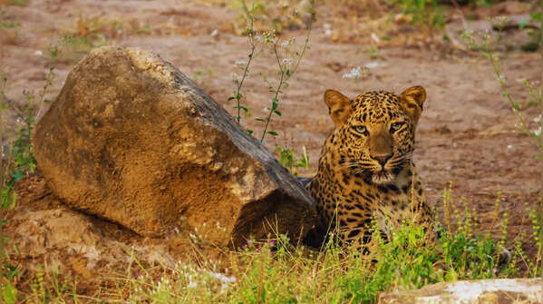 A rare opportunity to get a close look at leopards