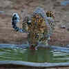 Article image for: What’s it like to visit Jhalana Leopard Safari Park in <i class="tbold">Rajasthan</i>?