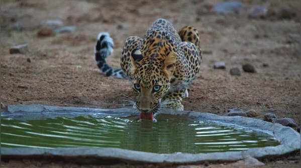 What’s it like to visit Jhalana Leopard Safari Park in Rajasthan?