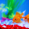 Goldfish