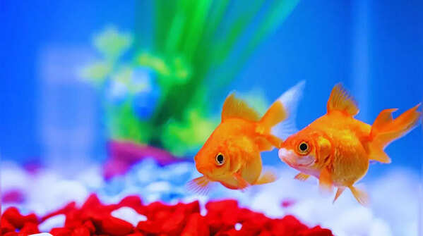 Goldfish