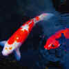Koi
