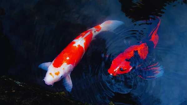 Koi