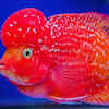 Flowerhorn