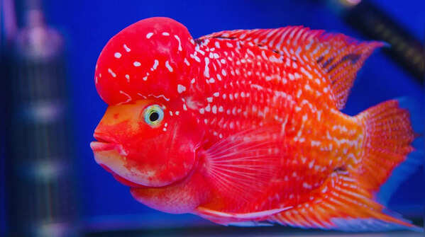 Flowerhorn