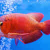 Arowana
