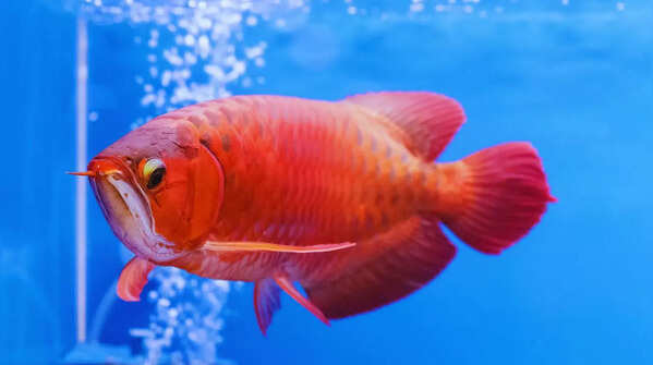 Arowana