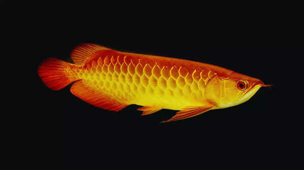 Five Vastu-approved fish to keep in your home aquarium for luck and prosperity