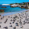 Article image for: Boulders Beach, <i class="tbold">south africa</i>