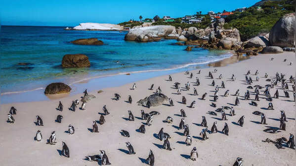 Boulders Beach, South Africa