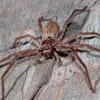 Blind Huntsman Spider