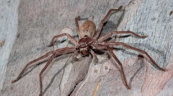 Blind Huntsman Spider
