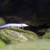 Texas Blind Salamander