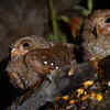 Oilbird (Steatornis caripensis)