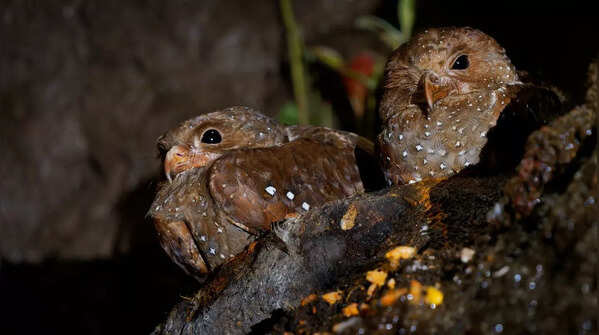 Oilbird (Steatornis caripensis)