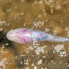Blind Cavefish (Garra andruzzii)