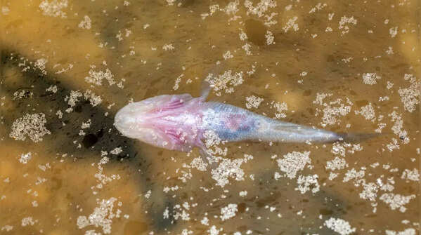 Blind Cavefish (Garra andruzzii)