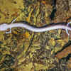 Olm (Proteus anguinus)