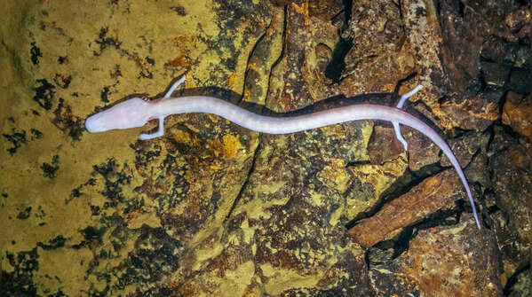 Olm (Proteus anguinus)