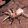 Kauaʻi Cave Wolf Spider