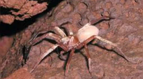 Kauaʻi Cave Wolf Spider