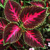 Coleus