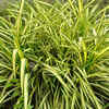 Spider Plant