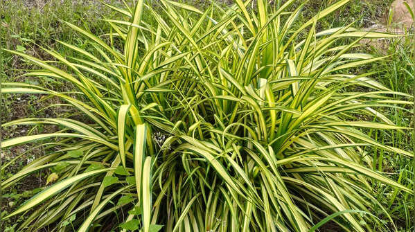Spider Plant