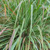 Lemongrass