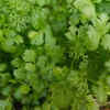 Cilantro (Coriander)